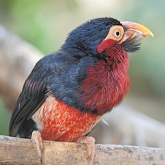  Lybius dubius  on a tree branch close-up