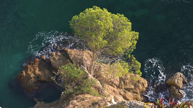 Pine tree on the coastline rock