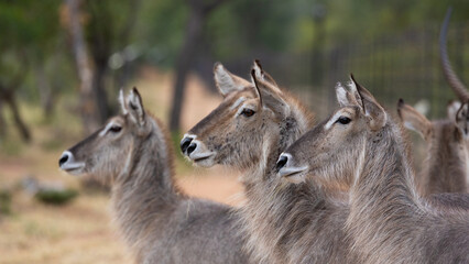 a herd of waterbucks gathering at the fence