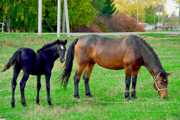 A beautiful horse with a foal in the field. A herd of horses, mares grazing in a green meadow....