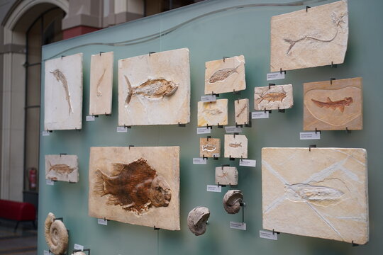 Museum für Naturkunde, fossile urzeitliche Meereslebewesen, Berlin, 01.03.2024