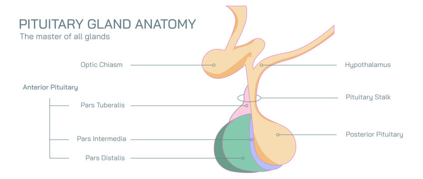 The pituitary gland makes, stores and releases hormones. The pituitary gland is located at the base of your brain, below your hypothalamus vector illustration.