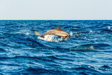 A dolphin jumping out of the water in Kalpitiya