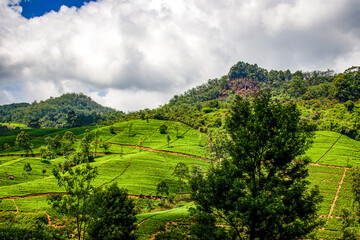Fototapeta na wymiar Green tea fields in Sri Lanka