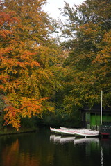 Fototapeta premium Vibrant and tranquil nature in Denmark
