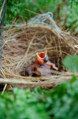 Naklejka premium little birds are stay in bird's nest