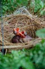 Fototapeta premium little birds are stay in bird's nest