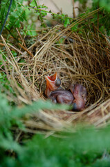 Naklejka na ściany i meble little birds are stay in bird's nest