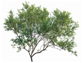 Obraz premium Tree With Green Leaves on White Background
