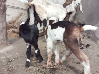 Naklejka na ściany i meble baby goat and parent
