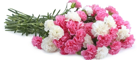 A vibrant bunch of pink and white carnations arranged neatly on a clean white background. The flowers are in full bloom, showcasing their delicate petals and vivid colors. - obrazy, fototapety, plakaty