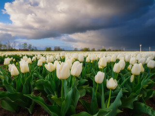 A field of tulips during storm, Netherlands. Agriculture in Holland. Rows on the field. Landscape with flowers during day time. Clouds as a background. Flevoland, Netherlands. - 749251140