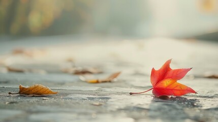 Autumn: ,realistic photography,minimalist background