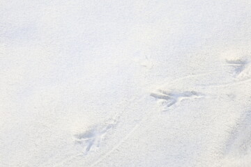 bird footprint on the snow
