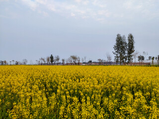 Obraz premium rapeseed field with sky