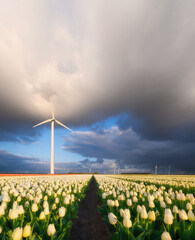 Wind generator in a field with tulips in the Netherlands. Green energy production. Agriculture in Holland. Rows on the field. Landscape with flowers during day time. - 749252395