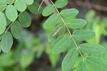 A rice ear bug (broad headed bug) is sitting on top of a Senna genus leaf