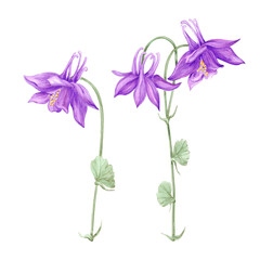 Hand drawn watercolor purple aquilegia flowers isolated on white background. Can be used for cards, label, scrapbook and other printed products.