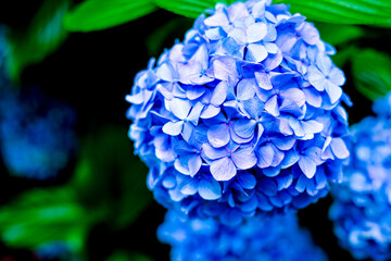 blue hydrangea flower