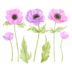 Hand drawn watercolor pink and purple anemone flowers isolated on white background. Can be used for post card, poster and other printed products.