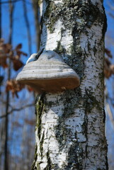 Tinder fungus (Fomes fomentarius) on a birch trunk
