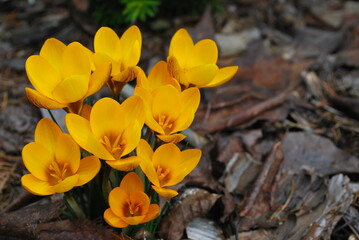 Beautiful first spring flowers crocuses
