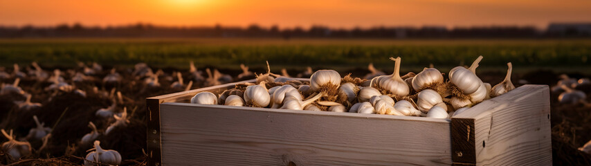 Garlic harvested in a wooden box with field and sunset in the background. Natural organic fruit abundance. Agriculture, healthy and natural food concept. Horizontal composition, banner. - obrazy, fototapety, plakaty