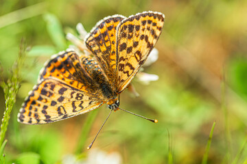 Orange-spotted butterfly in spring meadow Melithea trifle Cyriaca