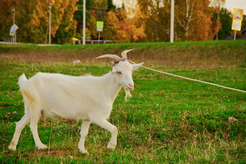 Obraz na płótnie Canvas Goats.- A herd of goats, bearded goats grazing in a green meadow. they are grazing the grass. young goats with horns, a collective farm herd. Close-up. wildlife. The concept of animal husbandry on the