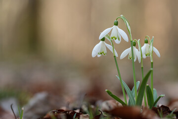 Small group of common snowdrops (Galanthus nivalis). Space for your text. Bokeh.