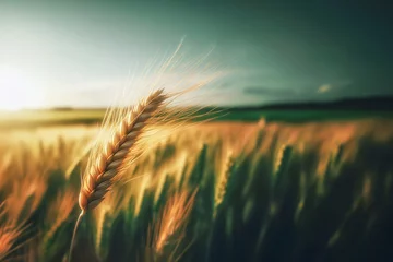 Fotobehang Close up wheat, harvest, virgo, ear of wheat plants in the field nice landscape background, generative ai © creavist