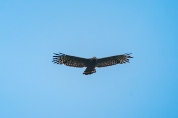 Crested serpent eagle Spilornis cheela soaring over Bogor Indonesia, with blue sky background