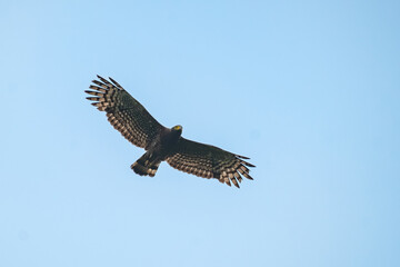 Crested serpent eagle Spilornis cheela soaring over Bogor Indonesia, with blue sky background