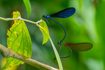 blue metallic damselfly vestalis luctuosa mating ritual on plant vines, natural bokeh background