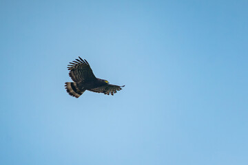 Crested serpent eagle Spilornis cheela soaring over Bogor Indonesia, with blue sky background