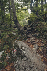 Path in the woods in the mountains during autumn with lots of trees and rocks, Durmitor, Montenegro