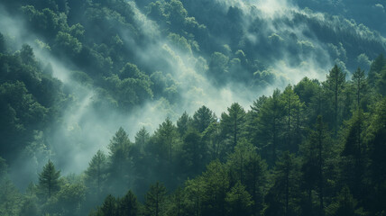 A bird's-eye view of the shady green area of ​​a temperate forest with rows of evergreen trees and morning mist in the valley. - obrazy, fototapety, plakaty