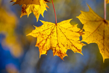 Yellow autumn leaves on trees in sunny weather.