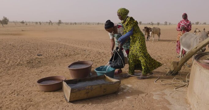 Three black woman drawing water from a deep well with the help of donkeys in the barren landscape of the Sahel, Sahara Desert, Senegal. Drought, Climate Change, Desertification