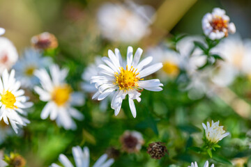 Chamomile aster flower in nature.