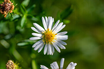 Chamomile aster flower in nature.