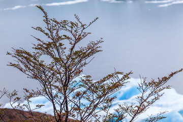 View of Perito Moreno Glacier, Los Glaciares National Park, Argentina.
