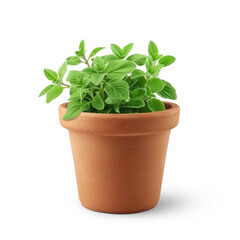Plant Pot on transparency background PNG
