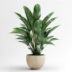 3d renderd decorative houseplant on transparency background PNG
