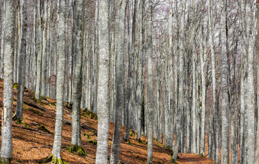 Fototapeta premium the beautiful geometry of the forests While they are waiting for spring