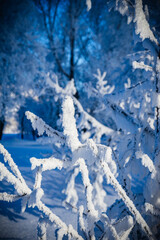 Frozen tree branches in the winter forest. Beautiful winter landscape.