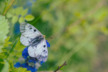 Clouded Apollo butterfly Parnassius mnemosyne in a flowery meadow. Butterfly head in yellow pollen