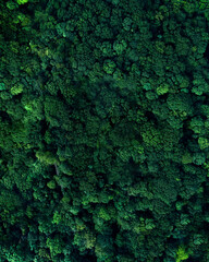 green moss background