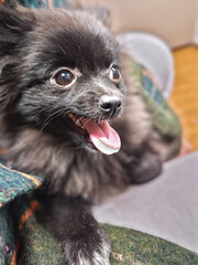 満面の笑みの犬