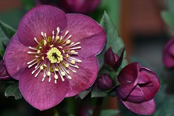 Piękny, purpurowy kwiat ciemiernika glandorfskiego (Helleborus x glandorfensis) odmiany 'Amarela',...